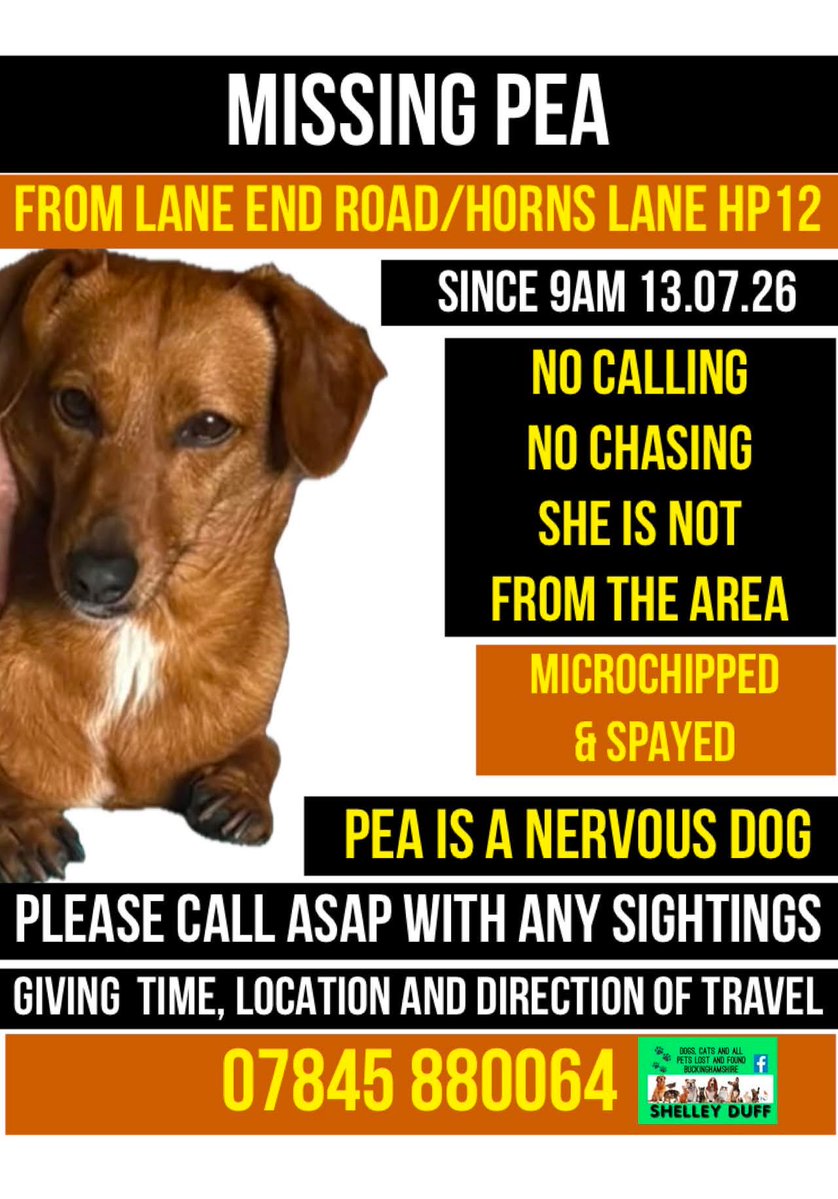 MissingPetsGB's tweet photo. 🐕PEA ran off from her owner  morning of 13 July 2026 whilst walking in Lane end road &amp; horns road layby, High Wycombe #HP12

PEA is new to the area &amp; wearing a blue harness with flowers on.

Sightings needed. Do not approach as very frightened &amp; will run!
https://t.co/zqP5p9fnf8 https://t.co/nnNbNzBl5T