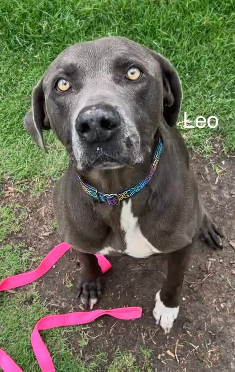 LisaBrabson's tweet photo. LEO #A387664 8yo
"Folks,I am just going to say it,I DON'T WANT TO DIE
U HAVE GOT TO SAVE ME!"
Darling boy is ABSOLUTELY ADORABLE,beautiful,great personality extremely loving
WHY should he DIE?🤬
Plz HURRY to #CorpusChristiACS &amp; #ADOPT OR #FOSTER 
Plz #Pledge4Rescue $25 to ADOPT https://t.co/w5GO0rrgZj