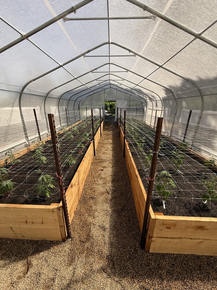 Homestyle_melts's tweet photo. Ladies are getting settled in. Planted a bit late this year. Better late then never 🏃‍♂️🏃‍♂️🏃‍♂️ https://t.co/HsXm9yKnHW
