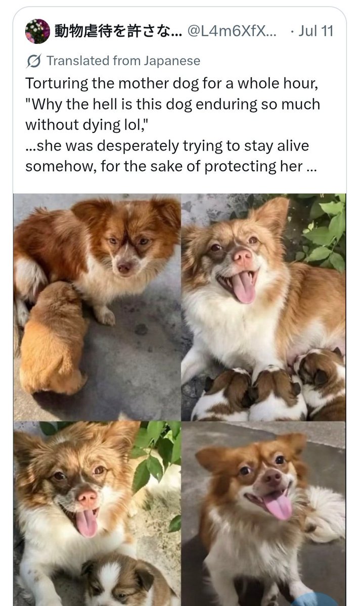 david95765's tweet photo. @peta @USDA @UMassChan PLEASE speak out for Wangwang, a lovely mom who was brutally abused to death together with her kids by devils at Jieyang, China. https://t.co/Ahat2i1hmk