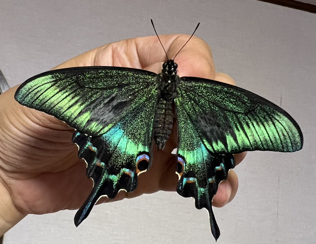 春型の様な小さくて美しいミヤマカラスアゲハが羽化しました🩷