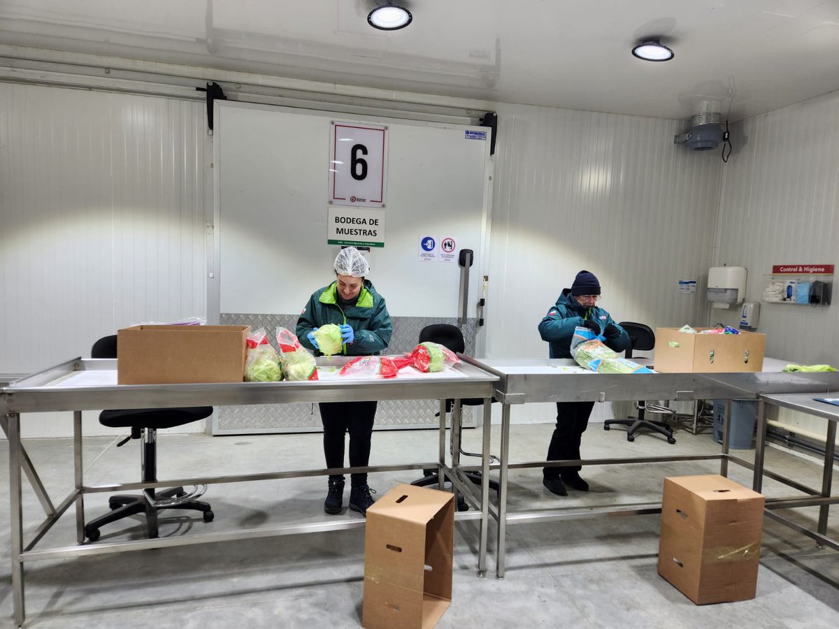 sagchile's tweet photo. Técnicos/as de @sagchile #Magallanes inspeccionan frutas y hortalizas para exportación a Islas Malvinas. Reapertura de este mercado, representa importante flujo de negocios para la región, fortaleciendo intercambio comercial y las oportunidades para sector agropecuario regional. https://t.co/o4JbqeEZYh