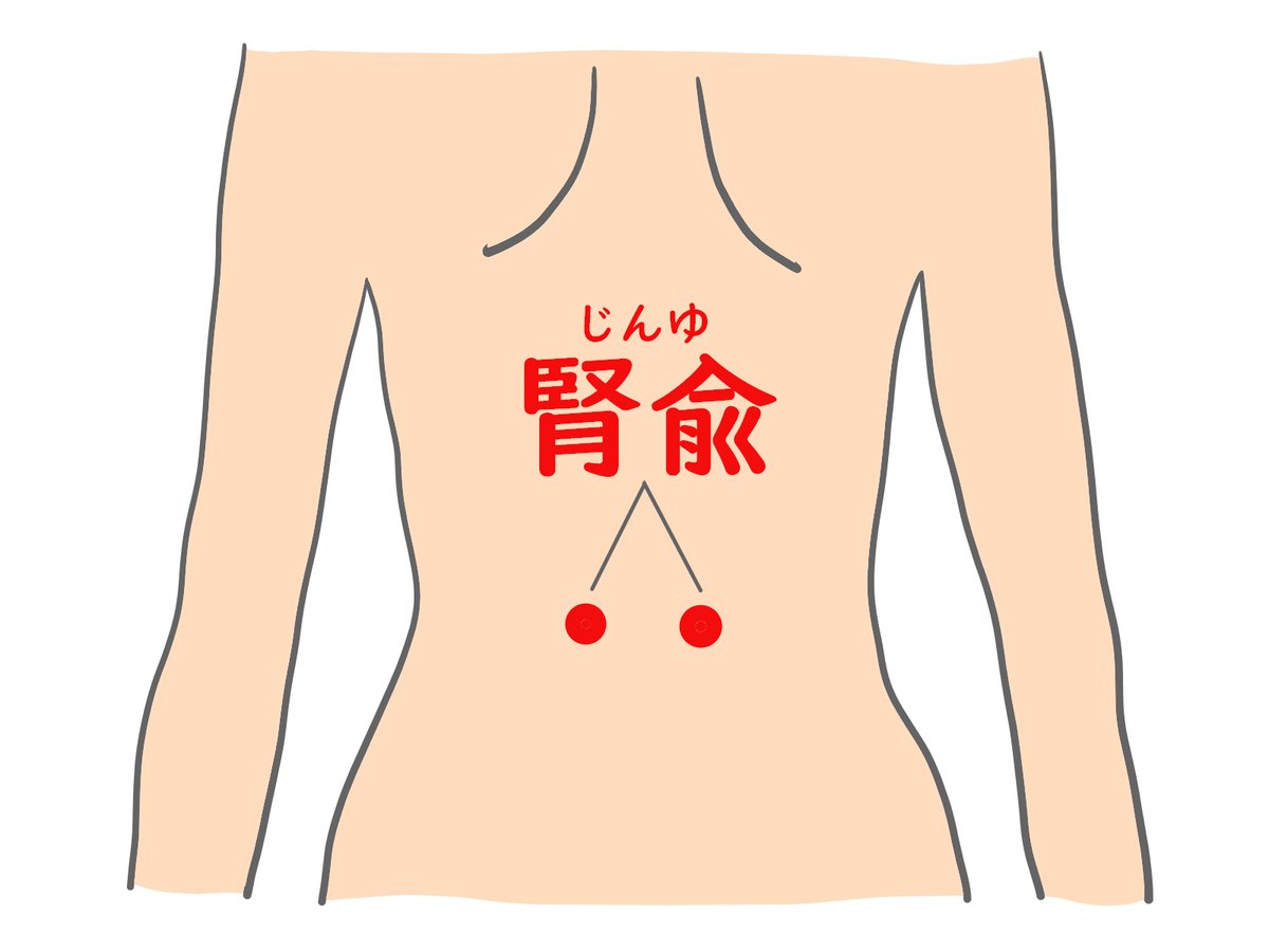 moomin12101985's tweet photo. 【夜間頻尿...諦めないで】
夜中に何度もトイレで目が覚める……。
それは加齢や水分の取りすぎではなく、東洋医学が警告する『2つの臓器』の弱りサインかも。

「夜中に2回、3回とトイレに起きてしまって、朝までぐっすり眠れない」

「寝不足のせいで日中ずっと体がだるく、鏡を見ると抜け毛や白髪が増えてショック……」

「冷房の効いた部屋にいると、水分をそんなに摂っていないのにすぐトイレに行きたくなる」

特に30代〜60代の女性にとても多いこのお悩み。「もう歳だから仕方がない」「水分を控えるしかないのかな」と諦めていませんか？

東洋医学の目線から見ると、夜に何度もトイレで起きてしまうのは、単なる年齢のせいだけではありません。体内の【腎】または【脾（胃腸）】という、2つの大切な場所のエネルギーが弱っている可能性が非常に高いです。

今夜は、あなたがどちらのタイプなのかがひと目でわかるセルフチェックリストと、今夜からお家でできる「お腹と腰を温めるセルフケア」をわかりやすくお話ししますね！

📌 ① 【腎陽虚】タイプ
〜体内の「温めるエネルギー」が底をついている状態〜

東洋医学における「腎」は、尿を溜めておく「膀胱」と兄弟のような深い関係にあります。膀胱が尿をしっかり蓄え、ベストなタイミングで排出するコントロールをしているのが、実は「腎のエネルギー（陽気）」です。 この腎のエネルギーが不足（陽虚）すると、尿のコントロールが効かなくなり、夜間の頻尿や、水分を摂ってすぐにトイレに行きたくなる状態を引き起こします。

🔍 腎陽虚セルフチェック
以下の項目に「2〜3個」以上当てはまる方は、腎の温める力が弱っているサインです。
・足腰がだるくなりやすい、腰が疲れやすい
・かなりの寒がりで、手足が常に冷え切っている
・疲れやすく、元気が出ない、なんとなくうつ気味
・集中力の低下、耳鳴りがする、聴力が落ちた気がする
・食欲が出ない、お腹を下しがち（軟便・下痢）
・顔色がどんよりと灰色っぽい
・下半身がパンパンにむくみやすい
・抜け毛が多い、頭頂部や後頭部に急に白髪が増えた
・（女性）生理が遅れがち、または早期閉経を迎えた
・（男性）勃起障害、早漏、性欲の低下

⚠️ 腎陽虚の原因

生まれつきの体質の弱さ、加齢、長期的な過労、大きな病気のあとの体力低下、常に張り詰めたストレス環境、夜更かし、お薬の長期服用などが原因になります。加齢や持病によるものを100%元通りにするのは難しくても、夜中に4〜5回起きていたのを、養生によって「1〜2回」に優しく和らげることは十分に可能です。

🛠️ 腎陽虚の対策＆ケア
まずはこれ以上エネルギーを「消耗させない引き算」が先決です。 夜更かしを避け、仕事を自宅に持ち帰らず、心と体を休める時間を最優先してください。ストレス発散に暴飲暴食やお酒、タバコを選ぶのはNG。映画を観て思い切り泣く、お笑いを見て笑う、自然に触れる、カラオケで歌うなど、体に優しい方法で発散しましょう。

🌟 すぐできる「温活ツボ」3選
関元： 
おへそから指4本分下にある、エネルギーの源。カイロや火を使わないお灸を貼って、じんわり温めるのが一番おすすめです。

腎兪： 
おへその真後ろ、背骨を挟んで左右指2本分外側にある腰のツボ。手をしっかりこすり合わせて温め、手のひらで腰からお尻の上にかけて上下に50回ほどさすり、腰全体をポカポカに温めてください。

湧泉：
 足の裏、指をギュッと曲げたときに一番くぼむ場所。寝る前にしっかり足湯をしてから、お灸やカイロで温めて寝ると夜の尿意がスッと落ち着きやすくなります。

🍎 おすすめの食事と飲み物

食べてほしいもの： 
えび、うなぎ、鶏肉、ラム肉、ニラ、玉ねぎ、かぼちゃ、山芋、くるみ、カシューナッツなど

飲んでほしいもの： 
くこのみ茶、ナツメ茶、龍眼肉茶、生姜湯、シナモン紅茶、杜仲茶など

控えめにしてほしいもの（体を冷やすもの）： 
緑茶、そば、カニ、ゴーヤ、スイカ、キウイ、バナナ、柿など

📌 ② 【脾気虚】タイプ
〜胃腸が弱っている状態〜

もう1つは、消化吸収を司る「脾（胃腸）」のエネルギー（気）が不足しているタイプです。 東洋医学において、胃腸は体の中に溜まった余分な水を外に出す「除湿機」のような存在。胃腸のパワーが弱まると、水分を上手に処理できず、体に余った水がタプタプと溜まって下半身に流れ落ち、夜中の尿意となって現れてしまいます。

🔍 脾気虚セルフチェック
・いつも食欲がない、すぐ消化不良を起こす
・お腹がゆるくなりやすい（軟便・下痢）、または便秘気味
・とにかく疲れやすく、元気が出ない、声が小さい
・顔色が黄色っぽく、血色がない
・呼吸が浅い、とにかくむくみやすい
・たくさん食べても太りにくい
・手のひらや足の裏にじっとり汗をかきやすい
・さらさらした透明な鼻水が出る、鼻炎や花粉症になりやすい
・気温の寒暖差にとても弱い
・（女性）生理の量が異常に多い、不正出血、おりものが多い

⚠️ 脾気虚の原因と対策
原因のほとんどは、暴飲暴食、食べる時間がバラバラ、インスタント食品や外食ばかりといった「食生活の乱れ」です。さらに、思い悩みすぎることや運動不足、ジメジメした高い湿度も胃腸の働きをストップさせます。

優しい胃腸ケア： 
まずは冷たい飲み物や生ものを極力減らし、温かいお粥やスープなど消化に良いものをよく噛んで食べること。そして、ずっと座りっぱなしでいずに、定期的に軽く体を動かして心地よい汗をかき、体の中の「余分な湿気」を外に逃がしてあげましょう。

【私が一番伝えたいこと】
夜中に何度もトイレに起きてしまうのは、体があなたに向けて「もうこれ以上、過労や冷えを我慢しないで！」「お腹や腰を温めて休ませて！」と発信してくれている、とても優しいサインです。

東洋医学では、胃腸（脾）の弱りを放置しておくと、やがてエネルギーの貯蔵庫である「腎」まで巻き込んで、両方とも弱くなってしまうと考えます。

もし「どちらの症状も当てはまるな……」と思ったら、まずは焦らずに【胃腸（食生活）の立て直し】からスタートしてみてください。冷たいドリンクを温かい白湯やお茶に変える。それだけのコツコツとした優しい積み重ねが、やがてあなたの腎のパワーを蘇らせ、朝まで一度も起きずにぐっすり眠れる幸せな夜を取り戻してくれますからね。

もし「夜のトイレの理由がよく分かって安心した！」「今夜は腰をさすって寝てみよう」と参考になりましたら、【いいね❤️】や【保存📌】で教えていただけると、毎日の発信のとても大きな励みになります。

今夜はお腹と足元をしっかり温めて、大切な体をたっぷり休ませてあげてくださいね。 今日も一日、本当にお疲れ様でした！

ぜひ私のプロフィール（ @moomin12101985  ）からフォローして、過去の動画のリンクや、毎日の優しい養生ヒントをお守り代わりに受け取ってくださいね🍵👇）