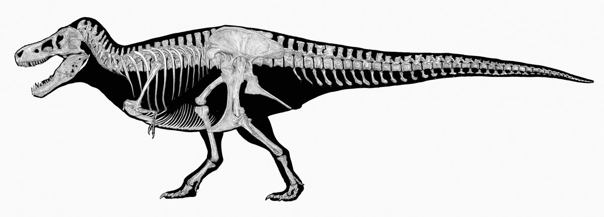 studiocorvo's tweet photo. ティラノサウルスの骨格図にシルエットを加えてみた。 
腹肋骨を忘れていたので追加した。
#恐竜の美術解剖学 https://t.co/uA4QnFGRfQ