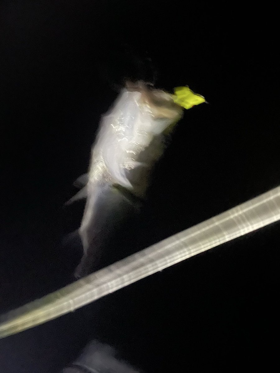 simasimasimass's tweet photo. 夕まずめ外国の方が泳いできて目の前で網を投げ始めたので場所替え。
沼はまぁまぁ釣れるけど水温上がりすぎてそろそろ厳しそう。 https://t.co/vBOjcyqh28