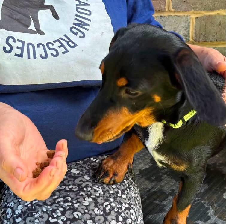 Rescue dogs for rehoming tweet media