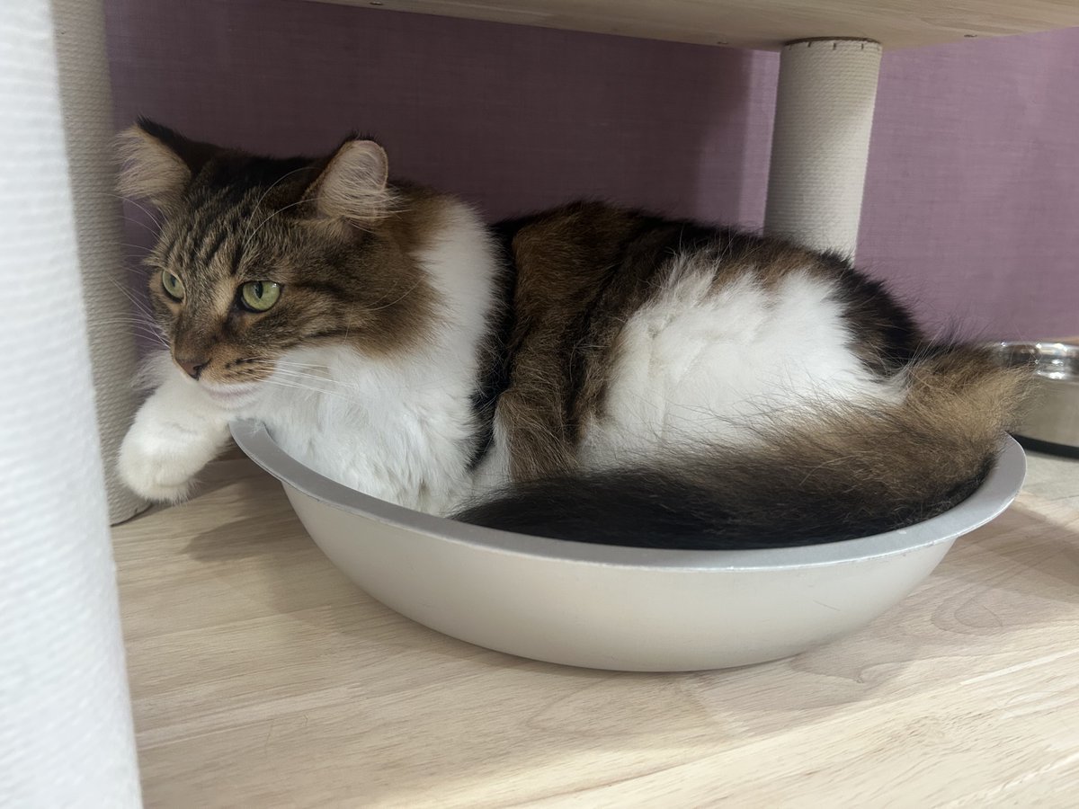 kiku_tommy's tweet photo. 最推しのオフショット③   やはり、桶のイメージモデルにピッタリ笑　#猫カフェラグドール  #猫カフェラグドールめる  #関西猫カフェめぐり　#難波 https://t.co/WI2AaNjH4c