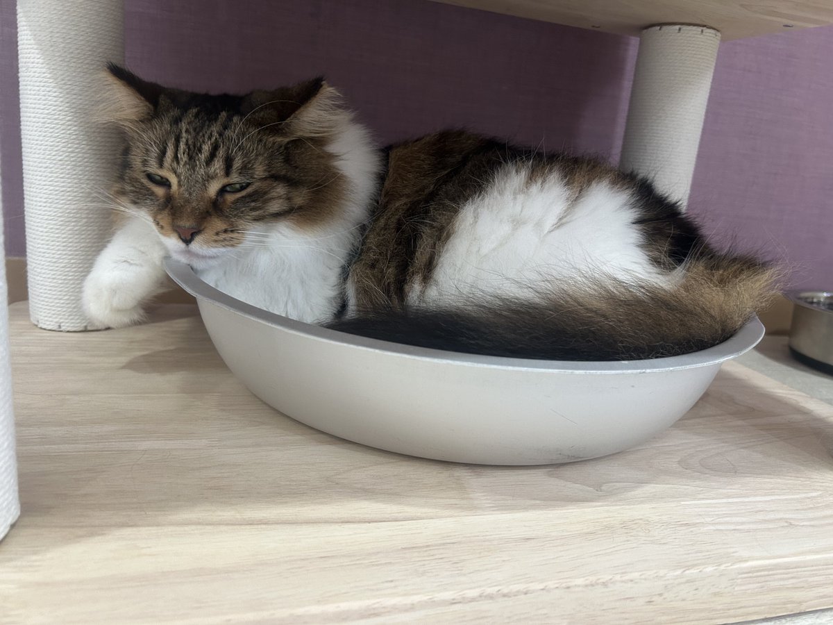 kiku_tommy's tweet photo. 最推しのオフショット③   やはり、桶のイメージモデルにピッタリ笑　#猫カフェラグドール  #猫カフェラグドールめる  #関西猫カフェめぐり　#難波 https://t.co/WI2AaNjH4c