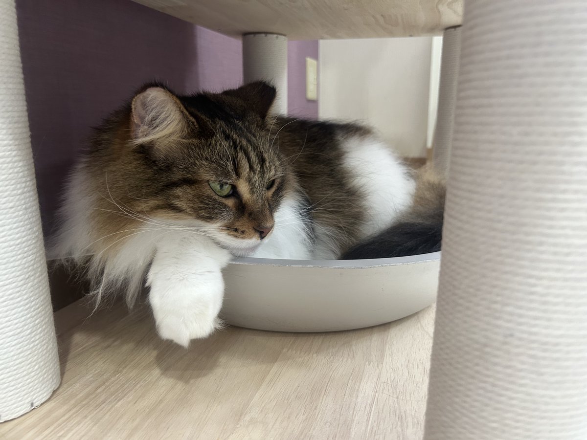 kiku_tommy's tweet photo. 最推しのオフショット③   やはり、桶のイメージモデルにピッタリ笑　#猫カフェラグドール  #猫カフェラグドールめる  #関西猫カフェめぐり　#難波 https://t.co/WI2AaNjH4c