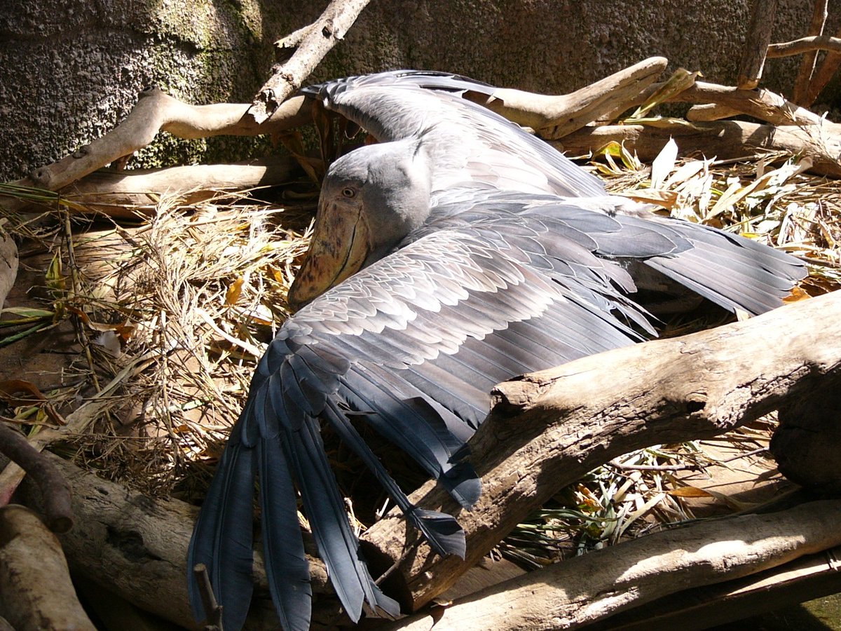 eblaxxx's tweet photo. #那須動物王国 のウェットランドで暮らしてた頃のカシシちゃん
ラジオで読まれた通り羽根広げて休んでるところが初対面でド肝を抜かれました笑
高知で元気にしてるかな？
#伊集院光のタネ
#ハシビロコウ https://t.co/ef9d9CMw8h