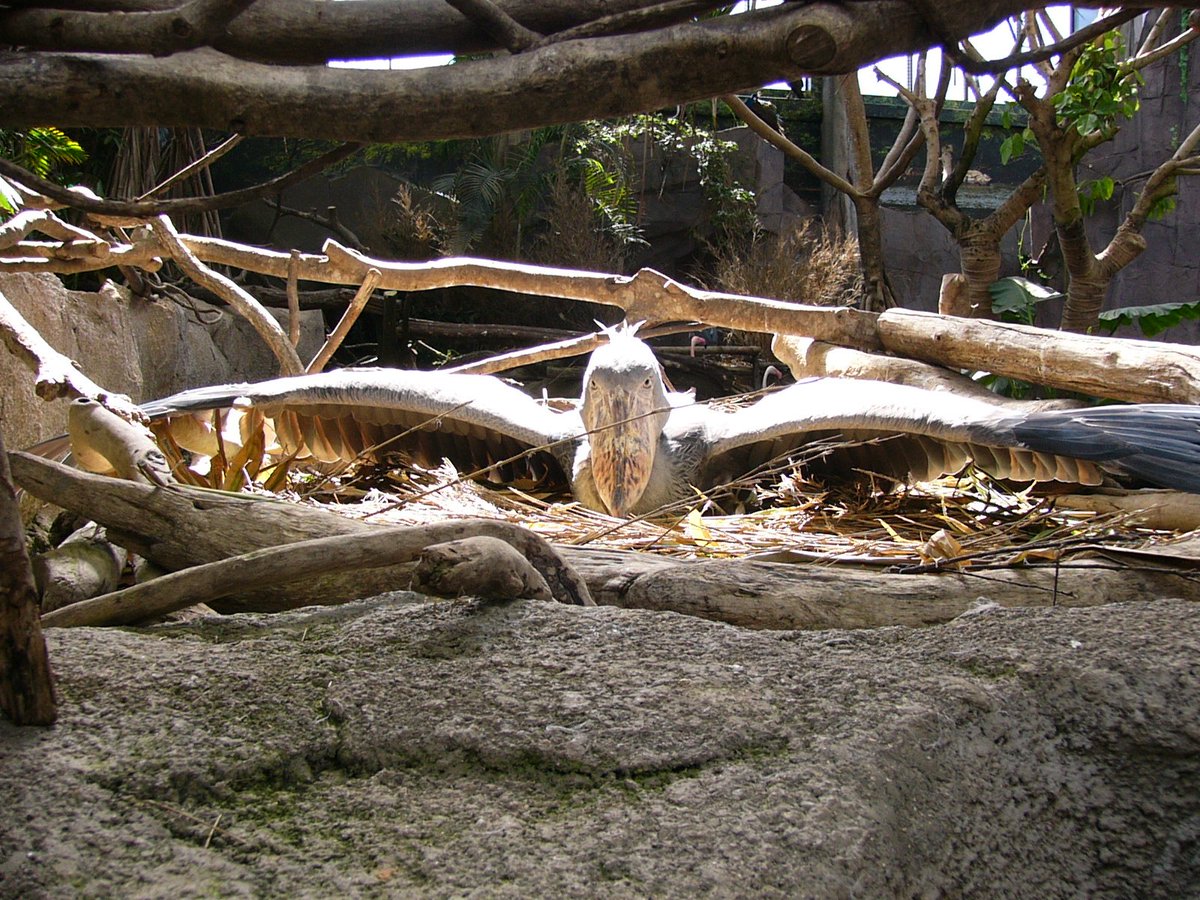 eblaxxx's tweet photo. #那須動物王国 のウェットランドで暮らしてた頃のカシシちゃん
ラジオで読まれた通り羽根広げて休んでるところが初対面でド肝を抜かれました笑
高知で元気にしてるかな？
#伊集院光のタネ
#ハシビロコウ https://t.co/ef9d9CMw8h