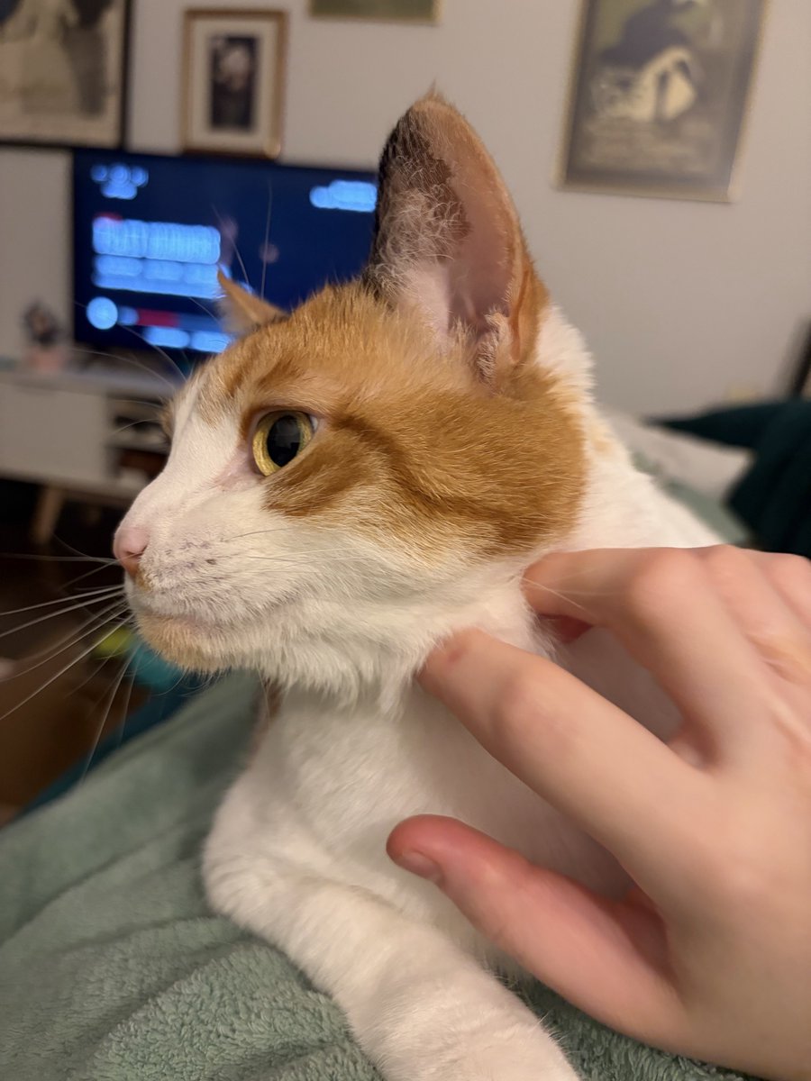 apricotjamcam's tweet photo. getting scritches https://t.co/R6X2ucolZ7