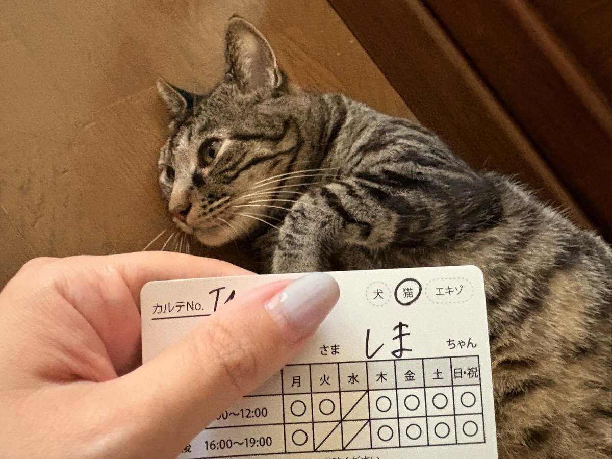 okookojooko's tweet photo. しまちゃんを初めて病院へ連れていった。
諸事情で今迄連れていけなかった。
お医者さんが事情に寄り添ってくれて心が泣いた。
しまちゃんのお行儀の良さを褒めてもらえて誇らしかった。
私としまちゃんの名前が並ぶ診察券。
やっと本当の意味で家族になれたと思った。
今日はそんな記念日。 https://t.co/hurh15MUiO