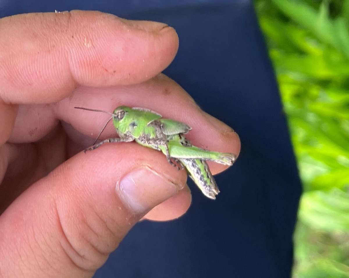 kanata_insect's tweet photo. クルマバッタモドキとコカマキリ？の赤ちゃん見つけました。
バッタは脱皮しました。
かわいいです！ https://t.co/LERlMPwsdE