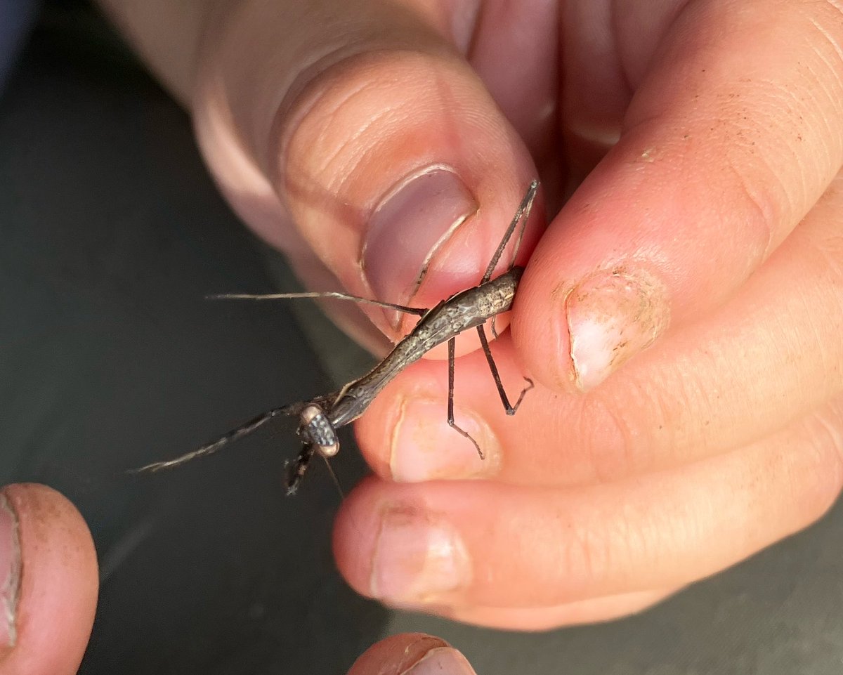 kanata_insect's tweet photo. クルマバッタモドキとコカマキリ？の赤ちゃん見つけました。
バッタは脱皮しました。
かわいいです！ https://t.co/LERlMPwsdE