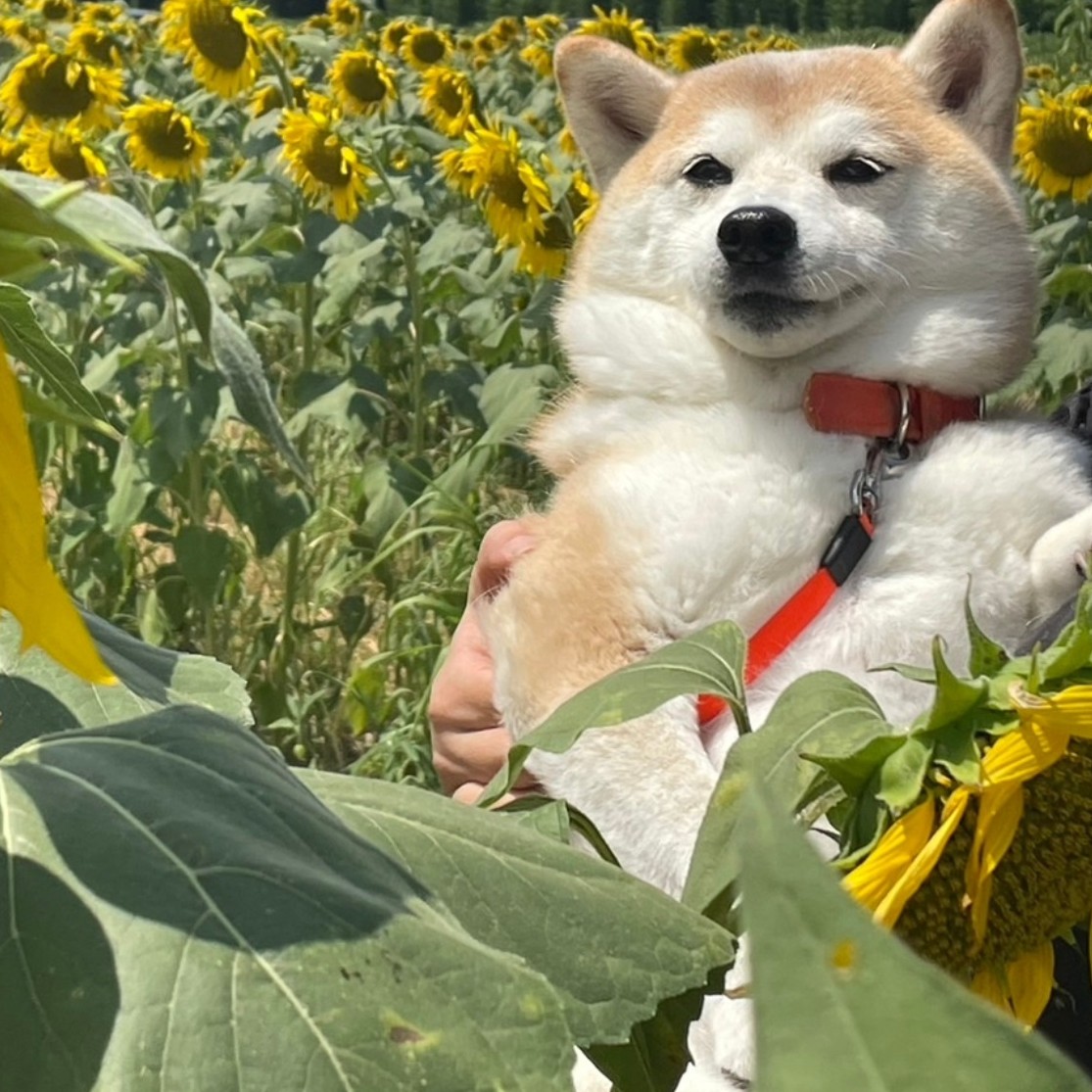 moco_0125's tweet photo. 今日は「ひまわりの日」ということで、2年前のお気に入り写真🌻🦊🌻(マッチョモコ)
あと、子どもの誕生日(21)🎉
離れて暮らしてるから、ケーキを買って食べました🍰😋 https://t.co/r4yWDMIvY5
