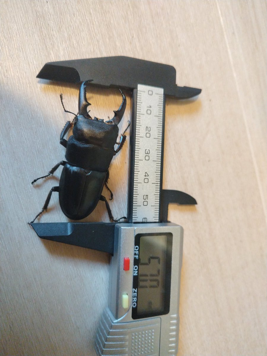 rs002033's tweet photo. 地元産ブリードの完品羽化♂第1号。
かっこよ～！まだこれより大きそうなのが2頭控えてるなんて楽しみすぎる。 #ヒラタクワガタ https://t.co/5kZWUgSS8i