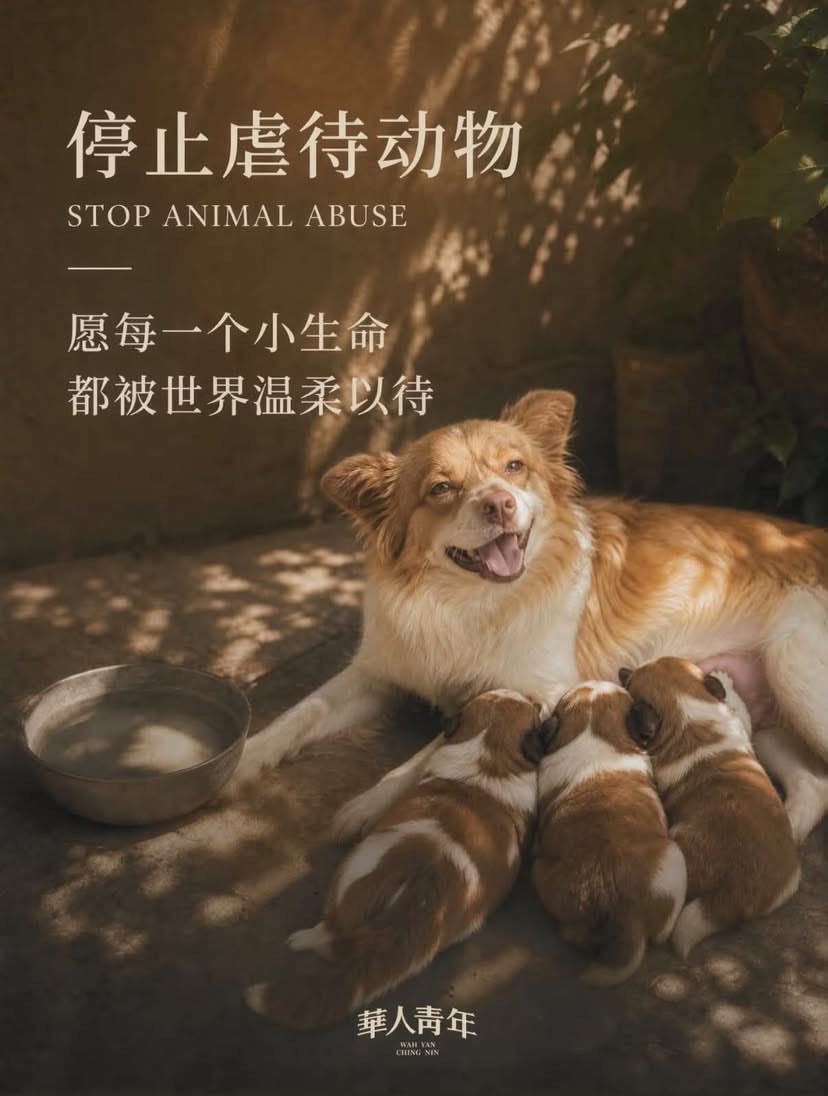 rein_mizusawa's tweet photo. 今回で一番　#中国動物虐待　虐待にてその映像にて集客し、お金を稼ぐ腐れ外道いや💦この世のゴミが盛えている事実を沢山拡散し、知ってもらえるきっかけになった
旺旺ちゃん
君は偉大な犬だ！‼️
絶対風化させない‼️歴史が動き始めた
#拡散希望　
#動物虐待反対 https://t.co/HyHVX7DdI4