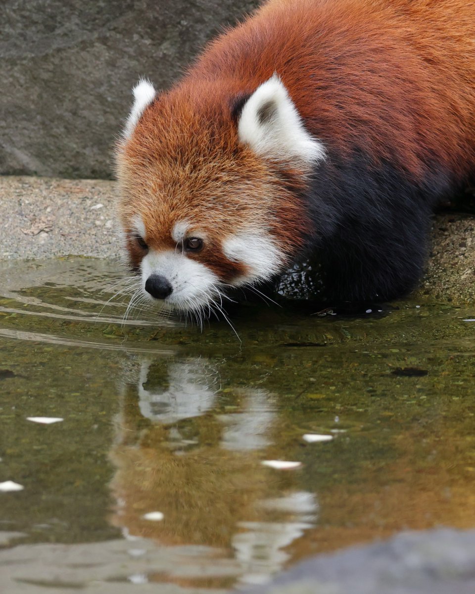 誰？このかわいいレサパン／ #レッサーパンダ #ひなた #大森山動物園