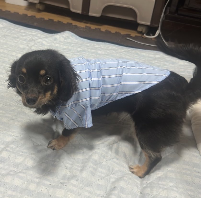 nekojima_22's tweet photo. まめたろう用に買った服、小さかったのでおさがりでもらってもらいました👕
※同じ服です https://t.co/6xiv27xyMZ