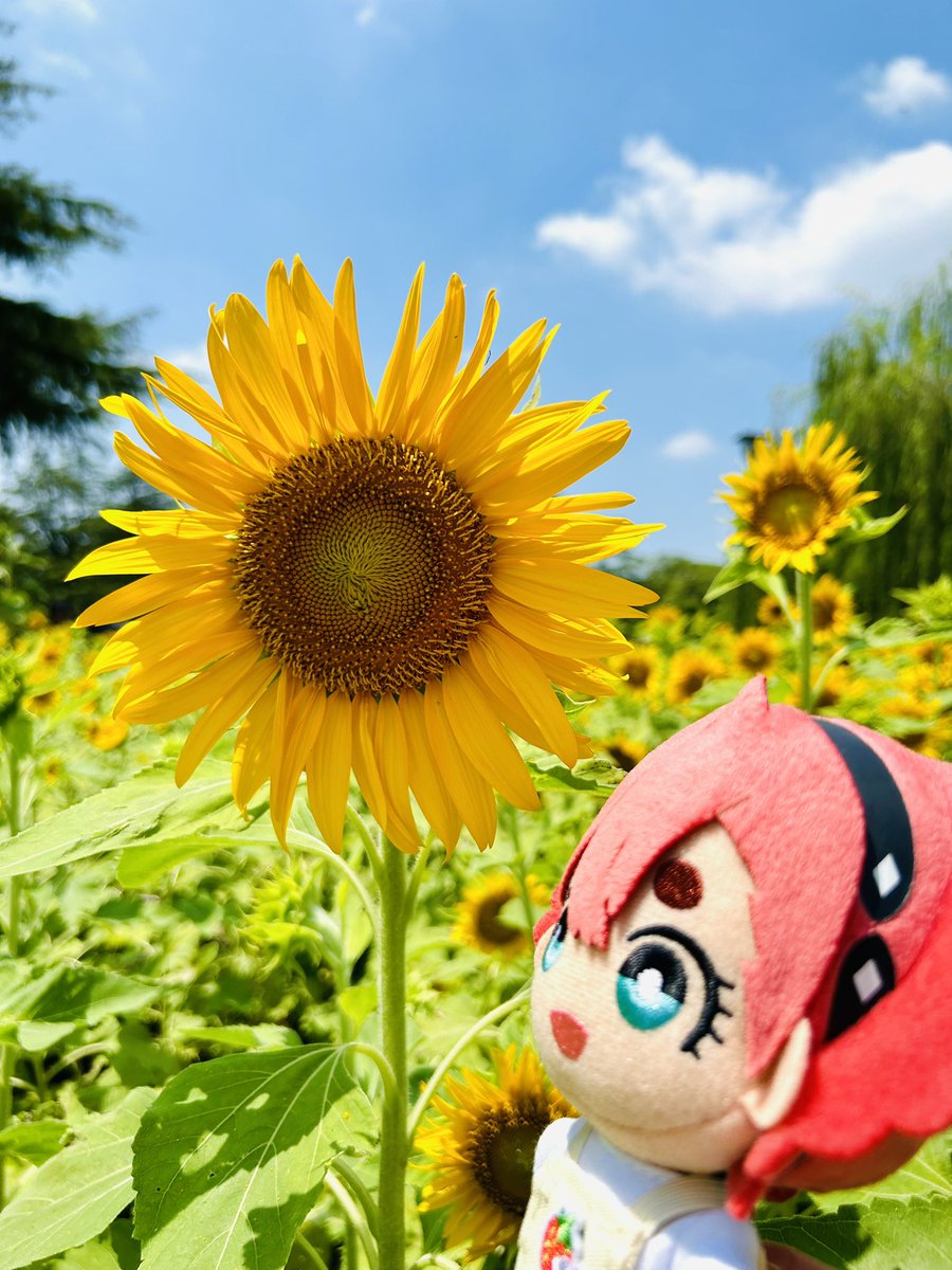 9l_f12's tweet photo. わたしも滝汗流しながらこの🌻とぬい撮ってた😂
耐えられずものの5分で退散したyo!

#ひまわりの日 https://t.co/8djZsEcXmZ