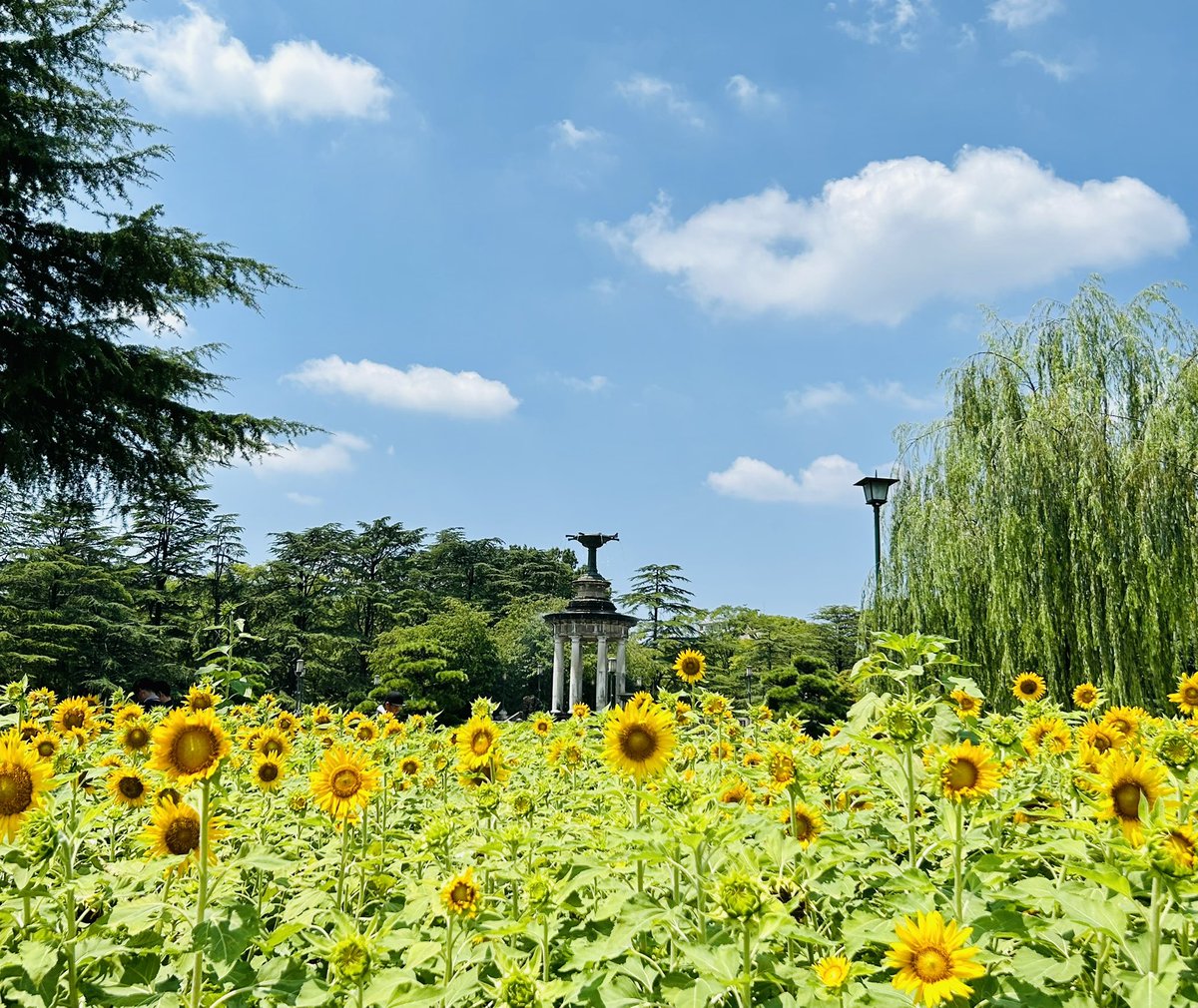 9l_f12's tweet photo. わたしも滝汗流しながらこの🌻とぬい撮ってた😂
耐えられずものの5分で退散したyo!

#ひまわりの日 https://t.co/8djZsEcXmZ