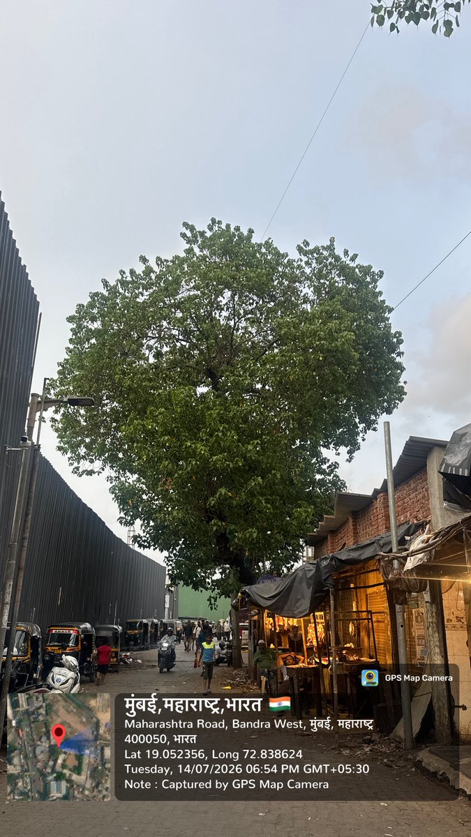 MizanSpeaks's tweet photo. Two large trees at BSH Compound, near Awami School, Bandra West are leaning dangerously and urgently need trimming. Requesting the BMC to take immediate action before any untoward incident occurs. 🌳⚠️
@mybmc @mybmcWardHW @mybmcTrees @CMOMaharashtra @mumbaimatterz https://t.co/PcXAPflVQL