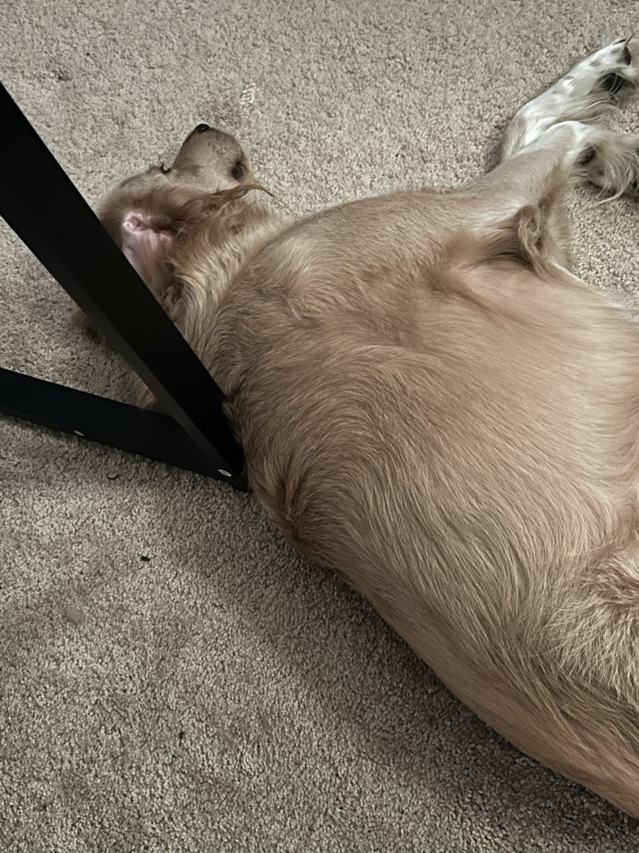 Rescue_Forrest's tweet photo. “Hi yes Mom we will supervise here while you work.” https://t.co/C4FAS9mGoN