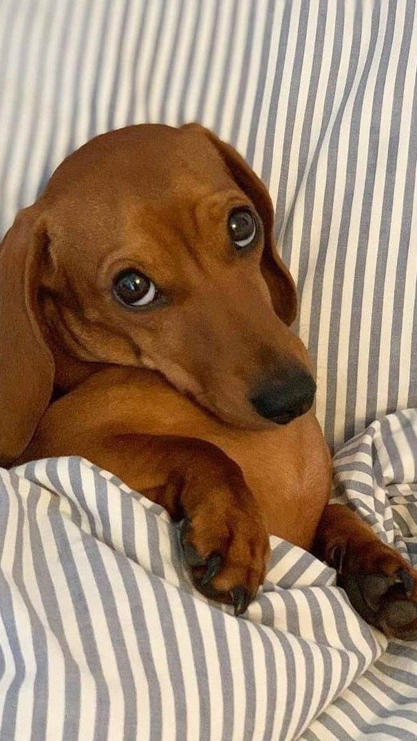 kyosvteen's tweet photo. desde q vi un tuit diciendo q cucurella es como si un perro salchicha hubiera querido ser humano… no pienso en otra cosa https://t.co/BlzmydNiBh