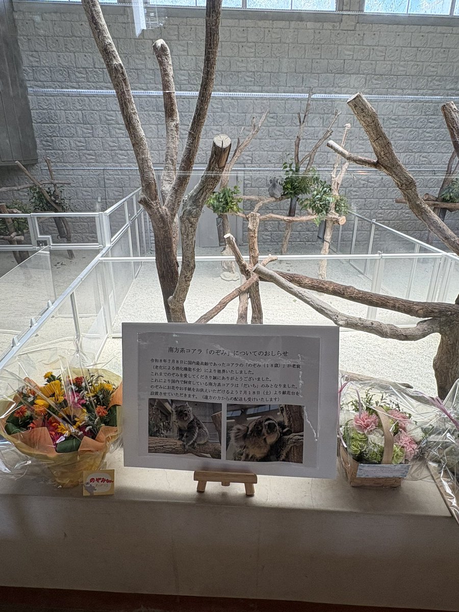 まゆみー🌿🐨🌿 tweet media