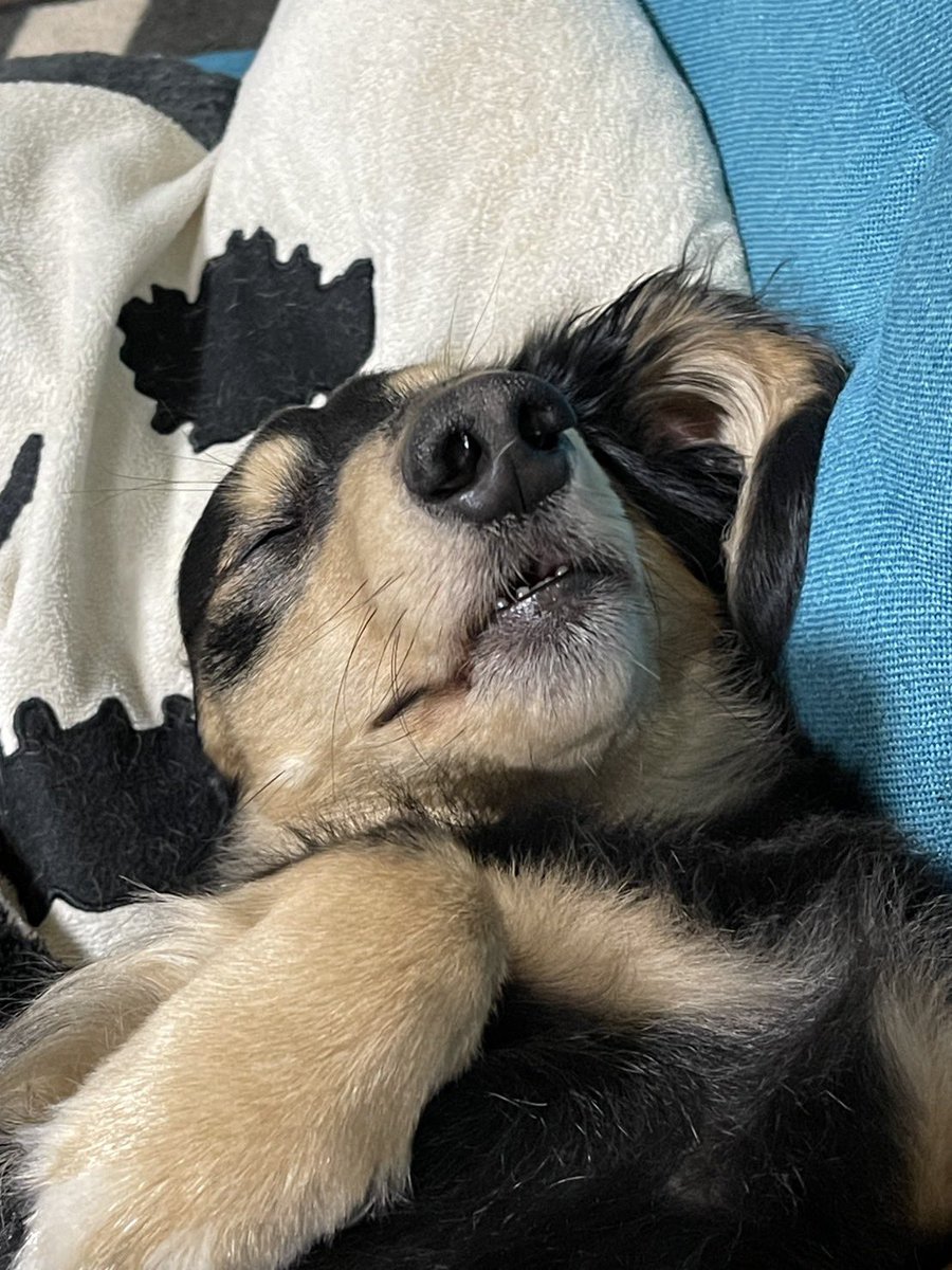 6sachaaan's tweet photo. 我が家の犬はよく歯が出てるな https://t.co/J5n2LhmYh6