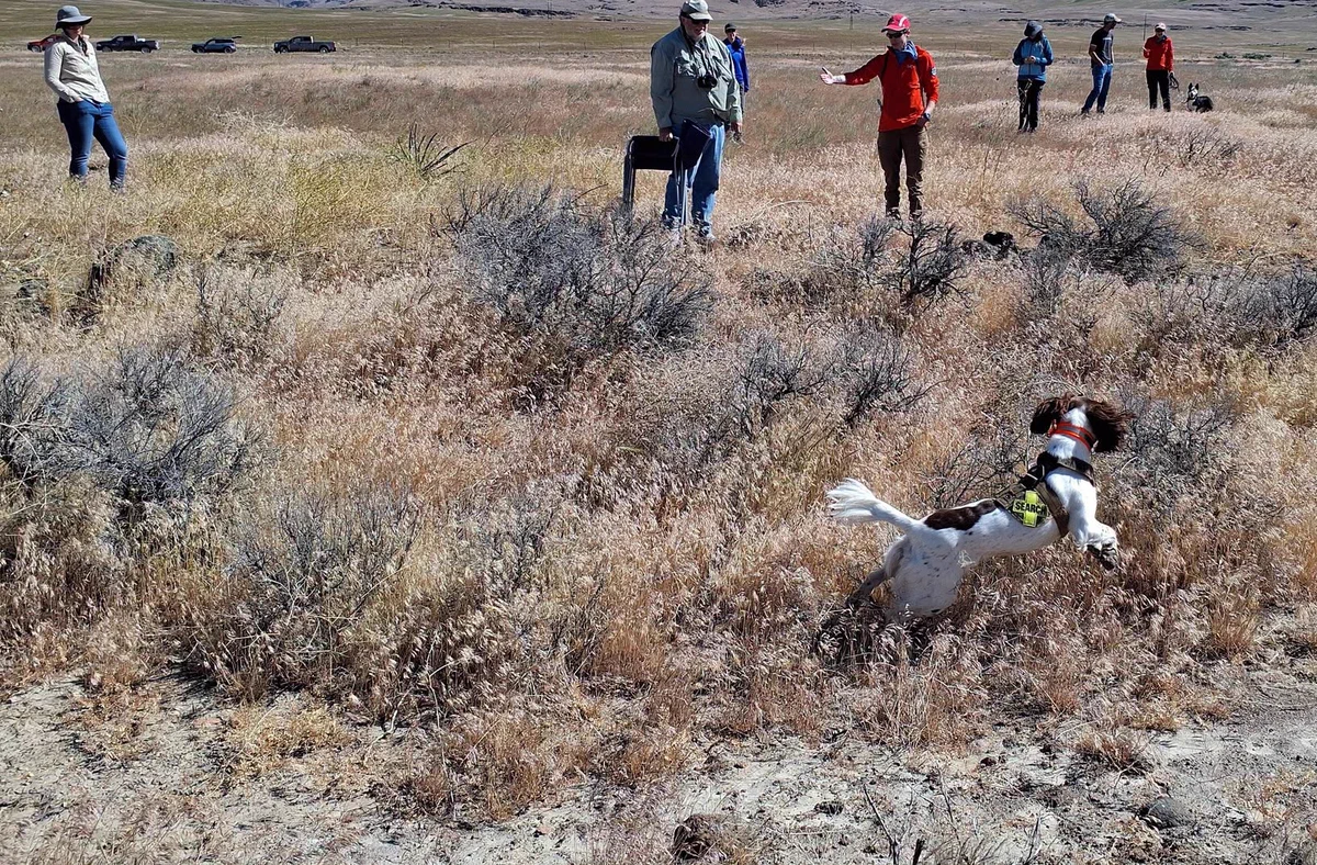 A group of people and a human detection dog are looking at archeological sites in a field covered in brush and dry grasses.