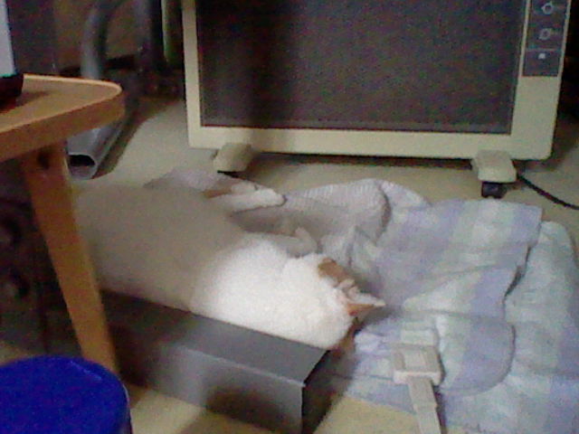 Angelwingssp's tweet photo. 今日でコンちゃんが亡くなって6年が経ちました。
あの日は昨日のことのように思い出せます。
お別れは本当にツラかったけどコンちゃんと出会えて本当に感謝、そして猫さん好きの方にずっと支えられて感謝しかありません。 https://t.co/a4t4zSOesB