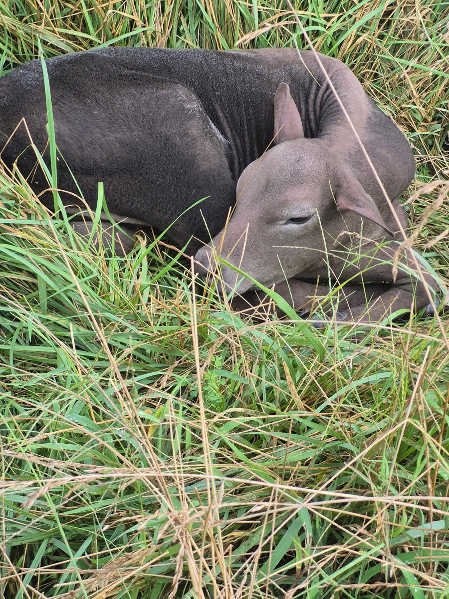 scatman_j's tweet photo. Newest addition to D&amp;K farms, this little lady born Sunday morning. I hope she keeps her color as she grows. The gray fading to black makes her unique on our little farm. https://t.co/1xDO6Vl9ii
