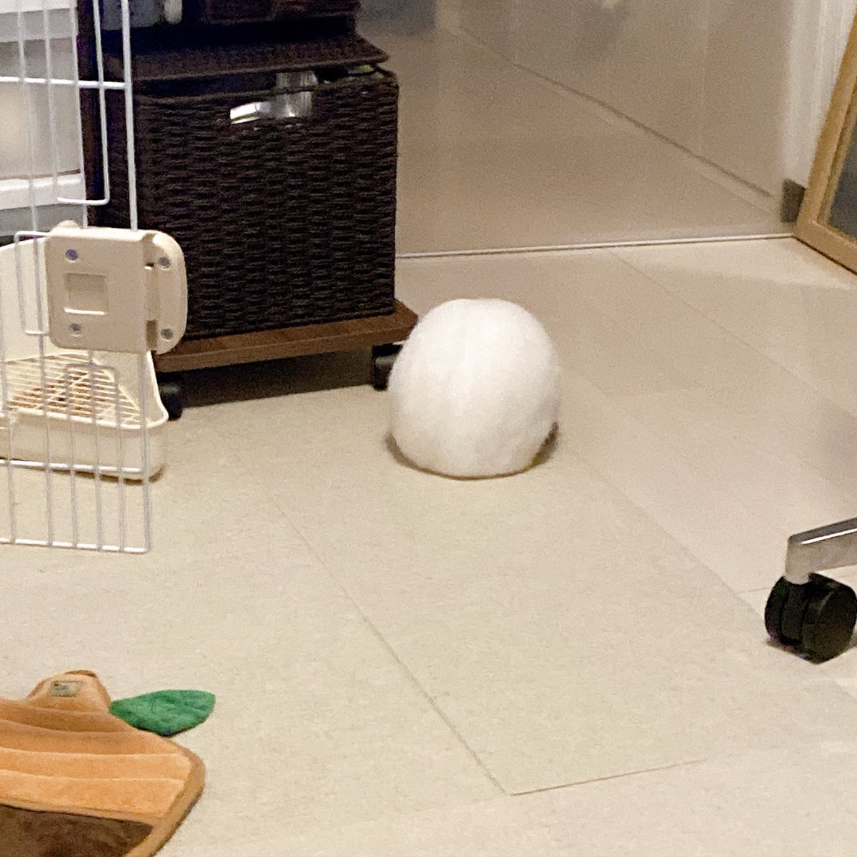 しんげんの記録🐰 tweet media