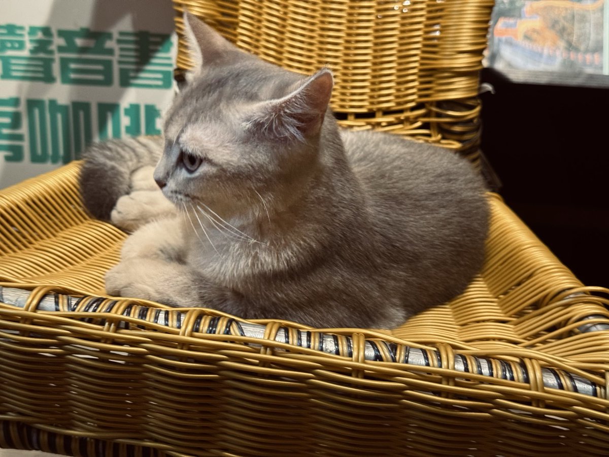💜(猫病第iii期 tweet media