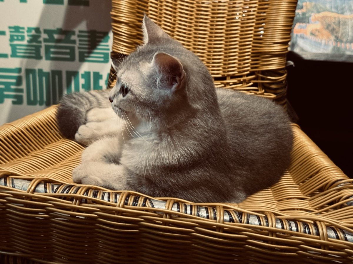 💜(猫病第iii期 tweet media