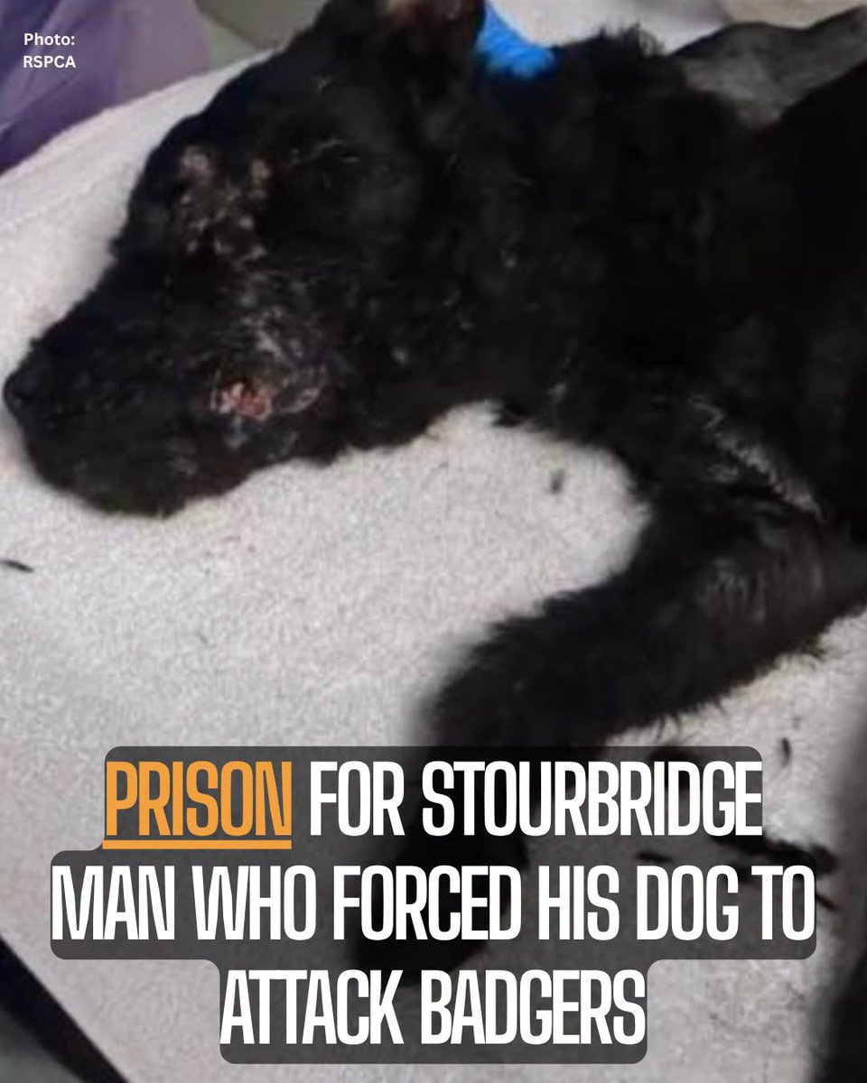 domdyer70's tweet photo. Daniel Lea, 35, has been jailed for 20 months and banned from keeping animals for 10 years, following an RSPCA investigation and prosecution. His dog, Rocco, suffered severe injuries from a number of badger-fighting incidents. https://t.co/YEcT7Hctvz