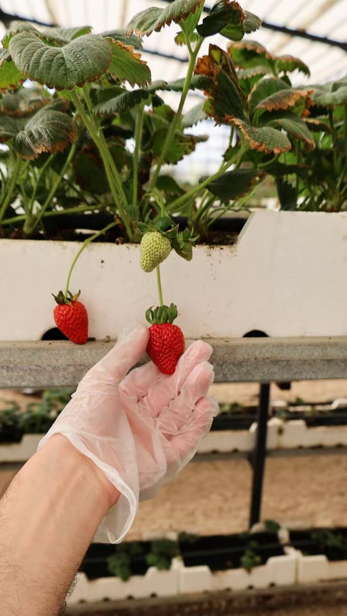 Valleyresort_sa's tweet photo. بين مزارع الفراولة وأشجار التفاح … تبدأ أجمل اللحظات🍓🌿
استمتع بتجربة قطف الفراولة بنفسك، واستكشف جمال الطبيعة في أجواء هادئة ومنعشة ✨
#منتجع_الوادي https://t.co/5Fwsc76egk