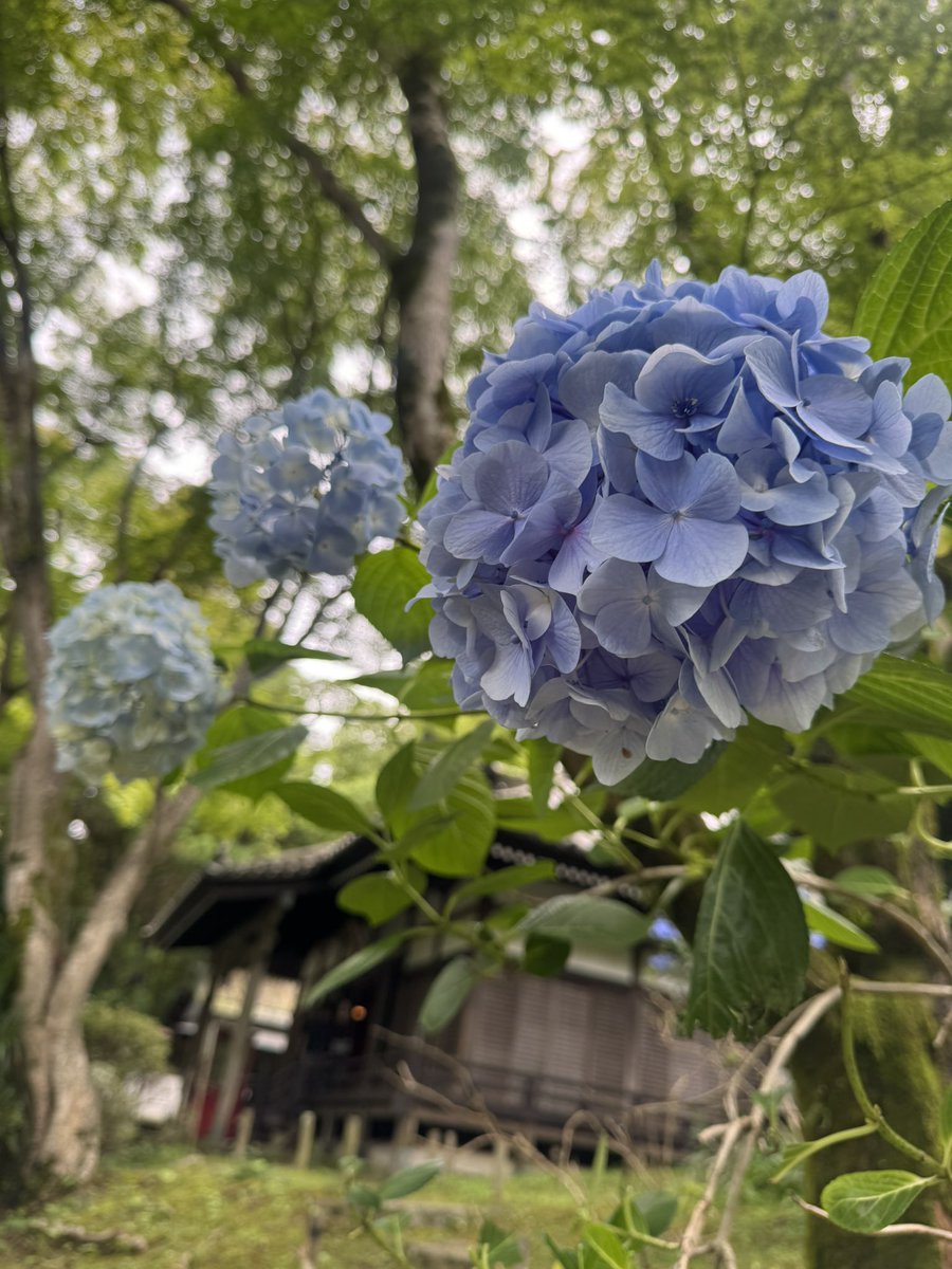 t2ddd's tweet photo. 今年も紫陽花見に行くぞー！って念願の久安寺へ🚶‍♀️あじさいうかべがめちゃくちゃきれいで圧巻でした👏✨鹿の影響で紫陽花が少なめだったので、またリベンジしたいな🌈白と薄い青のあじさいが特に好きでした🫶 https://t.co/Ssu76hduYi