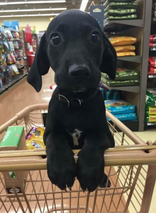 Tweets of Dogs tweet media
