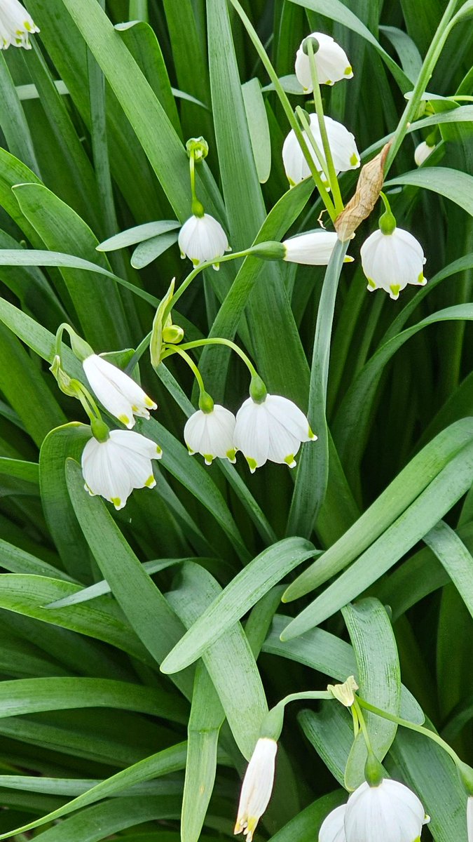 RSPP_RangerSu's tweet photo. BLOOMS>>INSECTS>>BIRDS
by RangerSu

Did you ever think about this? Spring starts with blooms! We all love seeing those lovely "Snowdrops" literally emerging through what we hope is the last frost.  But it never occurred to me that this seemingly simple event is really the start of something much bigger. Something which I now know (thanks to our Environmental Educator, Joe Zarzhevsky) is called "the great Spring migration".  Joe explained to me the concept of:

BLOOMS>>INSECTS>>BIRDS

Blooms, like those Snowdrops, come first. These attract the early insects, insects which may, in fact, be wired to emerge in-sync with the blooms! The same hard-wired magic continues as migratory birds time their own return to sync with the best food for their young. And what is that? Well it’s those bugs which are feeding on those blooms!

It seems so obvious yet, I honestly never gave it much thought. In Spring we get our beloved wildflowers. These come out because the forest is still without tree leaves. And this is the perfect situation for many kinds of wildflowers which take advantage of this short window of direct sunlight. What follows the wildflowers? Bugs! which tend to be short-lived so they need food fast. Thus they come back on the heals of the wildflowers. Some reawaken from their slumber while others return from their winter homes timed to take advantage of this seasonal bounty.

What eats the bugs? Among other things, migratory birds. And what keeps those birds migrating back each year? Among other things, many return with the emergence of these bugs which are a perfect food for raising their young!

So just remember: BLOOMS>>INSECTS>>BIRDS.   

Read more:
1: https://t.co/bSpGAmQBhZ.
image credits: RangerSu