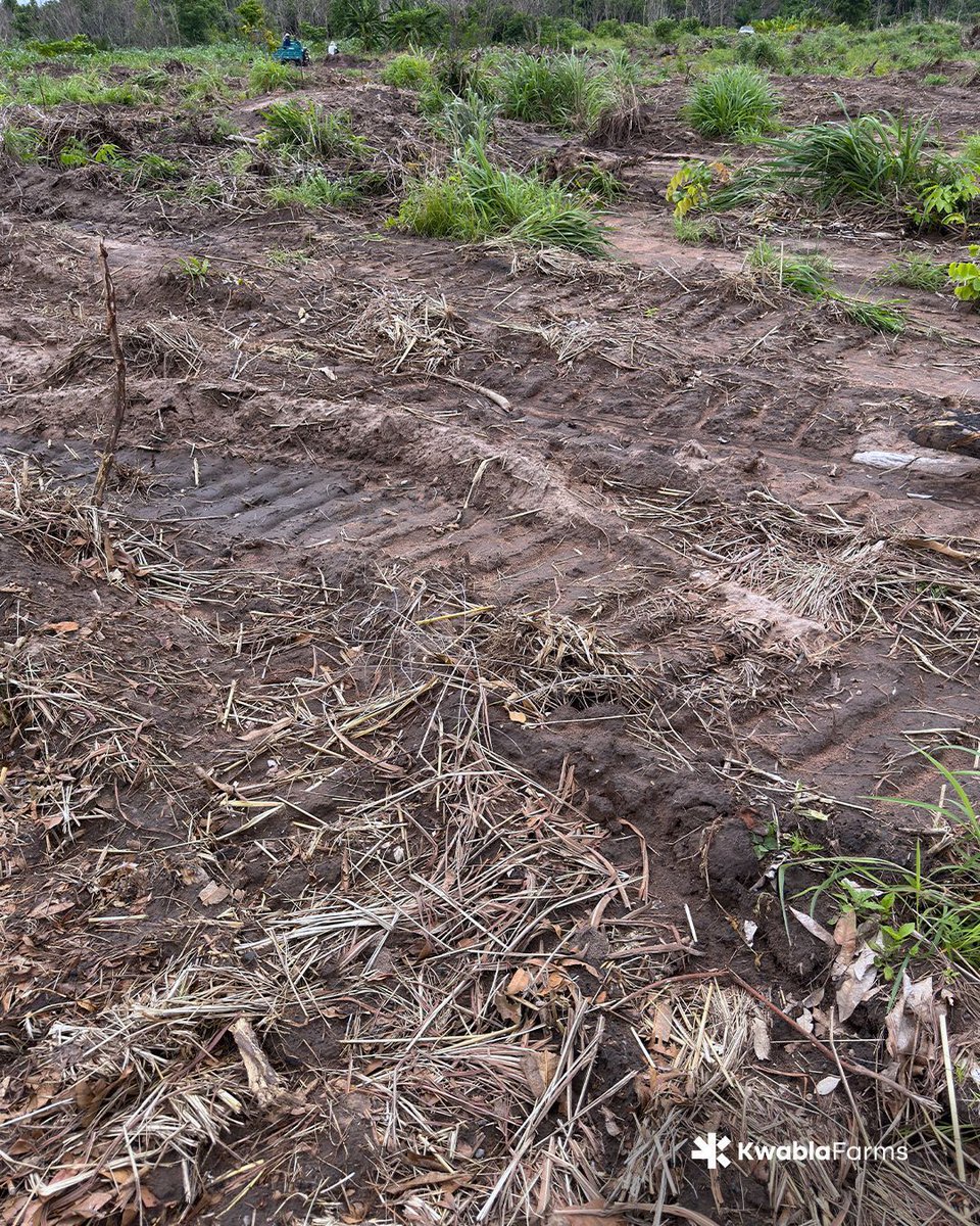 kwablafarms's tweet photo. A closer look at the remaining 12 acres. 

Every photo shows a different section waiting for the next stage of careful tree removal. 

#farmlife #farm #organicfarming #farminginafrica #farminginghana #KwablaFarms https://t.co/yDvMxREVUm