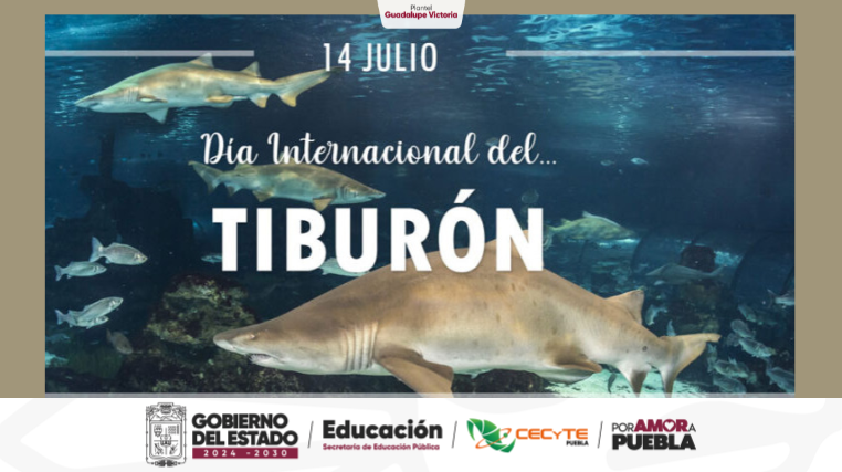 GvCecyte's tweet photo. Tienen más de 400 millones de años habitando la Tierra. 🦖🦖 Hoy el peligro no son ellos, somos nosotros y la contaminación. 🧴❌ Proteger a los tiburones es salvar el oxígeno que tú y yo respiramos. 🦈🤜🤛 
#PorAmorAPuebla  #CECyTEPuebla #HazloEnGrande https://t.co/X7ikqmjt3b