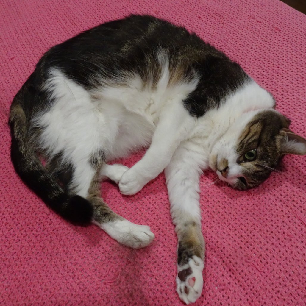 4PawsTeam's tweet photo. Gabi needs a soft place to land. This 13‑year‑old senior lost her home when her caregiver had to move to assisted living. Now she’s looking for someone patient enough to help her feel safe again.
She loves calmly watching the world from a window.

Apply at https://t.co/RirkFH4zOx https://t.co/efSmtnlTxQ