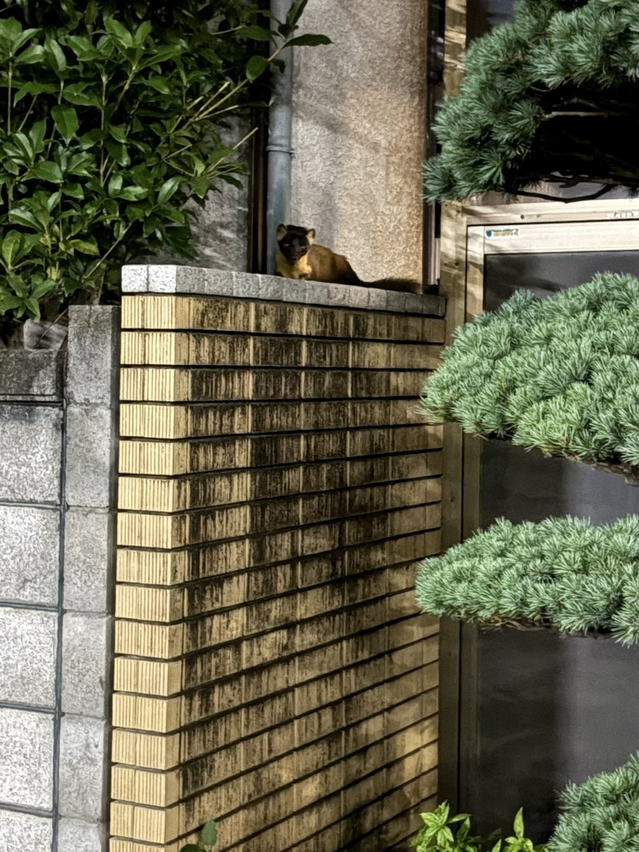 mamekichi210818's tweet photo. お散歩中、ガサガサ音のする方を見たら、かわいいなにかしらがおった。君はだれ？ https://t.co/iFW3tCBmsb
