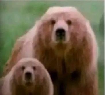 Calebw2209's tweet photo. There is an INSANE new trend with Bears

Its where people remove the ears of an bear, and just have the first letter showing

its already getting so much engagement
https://t.co/HCpOHU17QE https://t.co/nBEHDVMJAX
