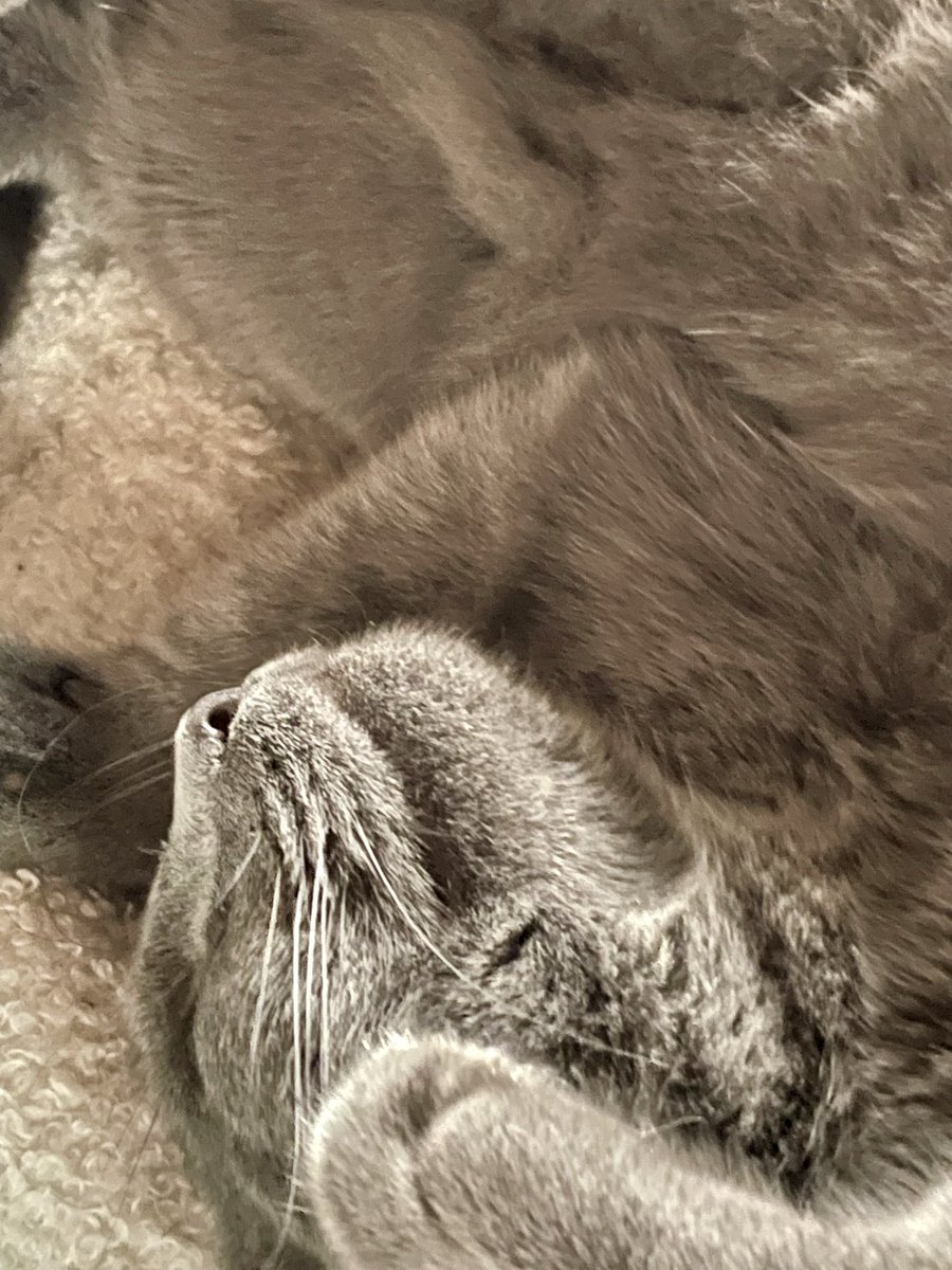 TROUVATJL's tweet photo. Boule de poile endormie 💤🐾 #CatsLover #chartreux https://t.co/OwsR0IbJOe
