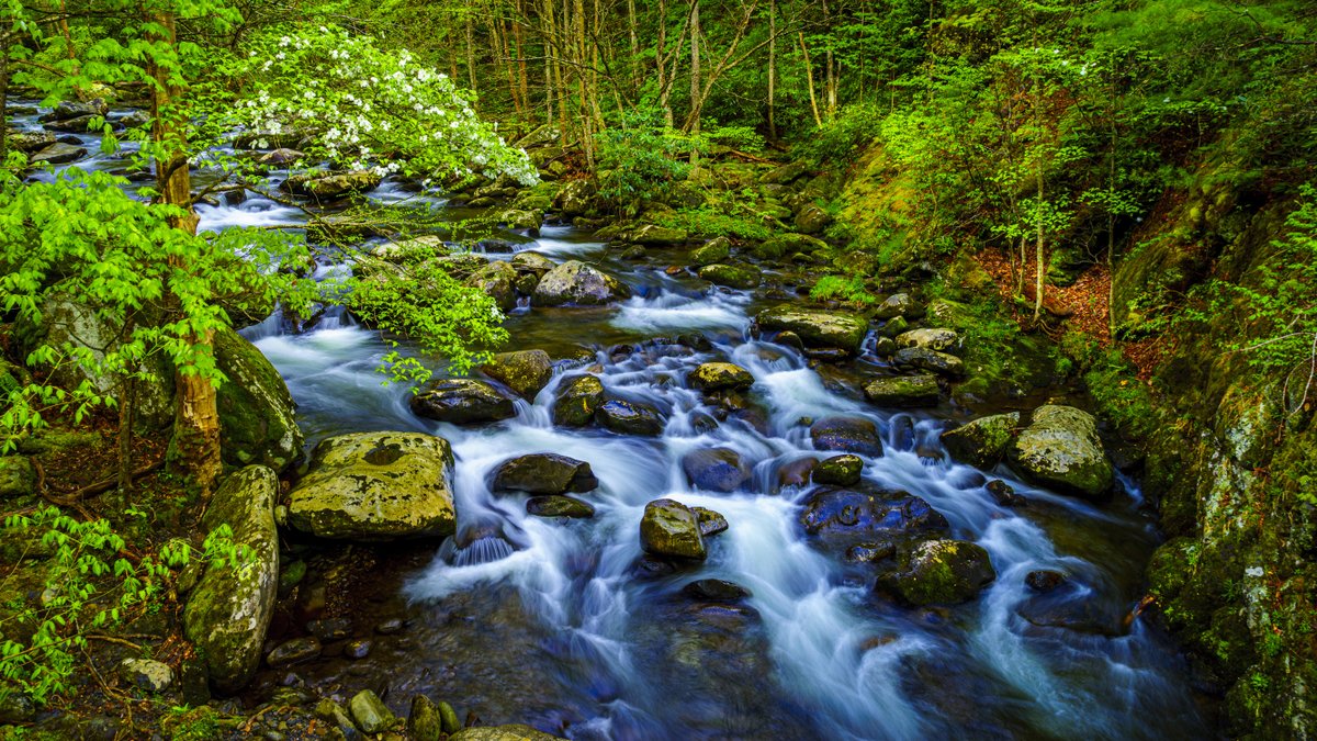 Phil_JKD's tweet photo. #PhotoChallenge #RiversandStreams Tremont in GSMNP, the Russell Fork in Pike County in eastern KY and the Levisa Fork, right behind my home in Prestonsburg. https://t.co/H0RbBT81yg