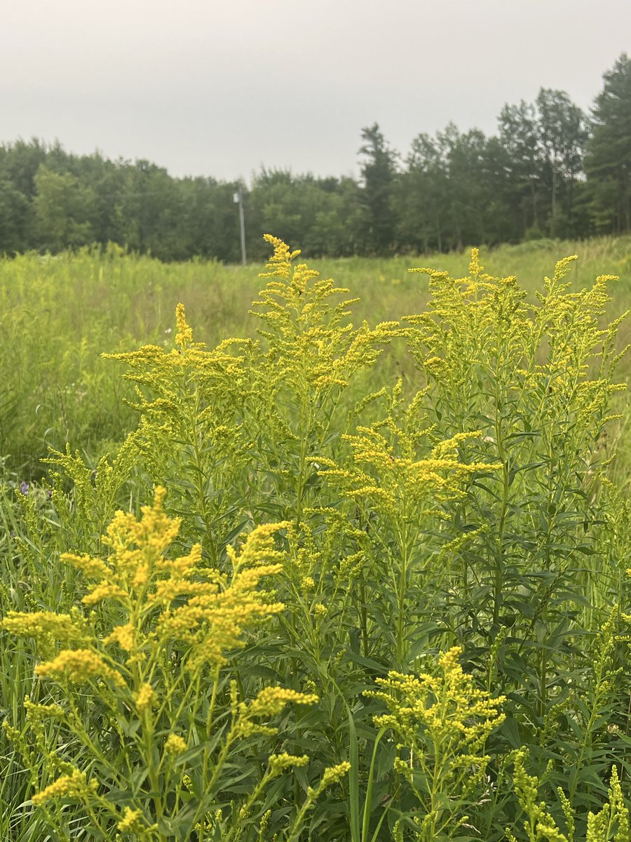 ambrosian_co's tweet photo. One of the first signs that summer is beginning to wane:

The earliest goldenrod is just starting to bloom in the fallow fields throughout the St. Lawrence River Valley. Before long, the hillsides will be washed in gold, and the bees will turn their attention to one of the last great nectar flows of the season.
